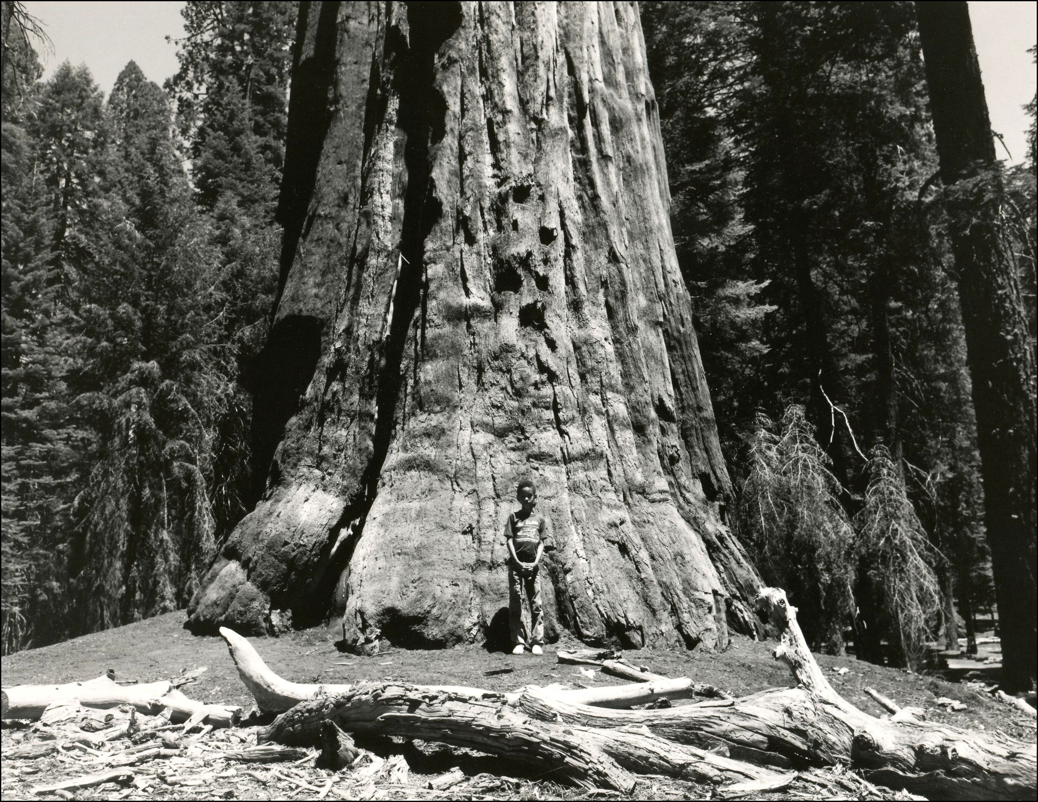 Couple looking out on a trail that that goes through the remainder of a forest after the Mount St. Helens volcano eruption