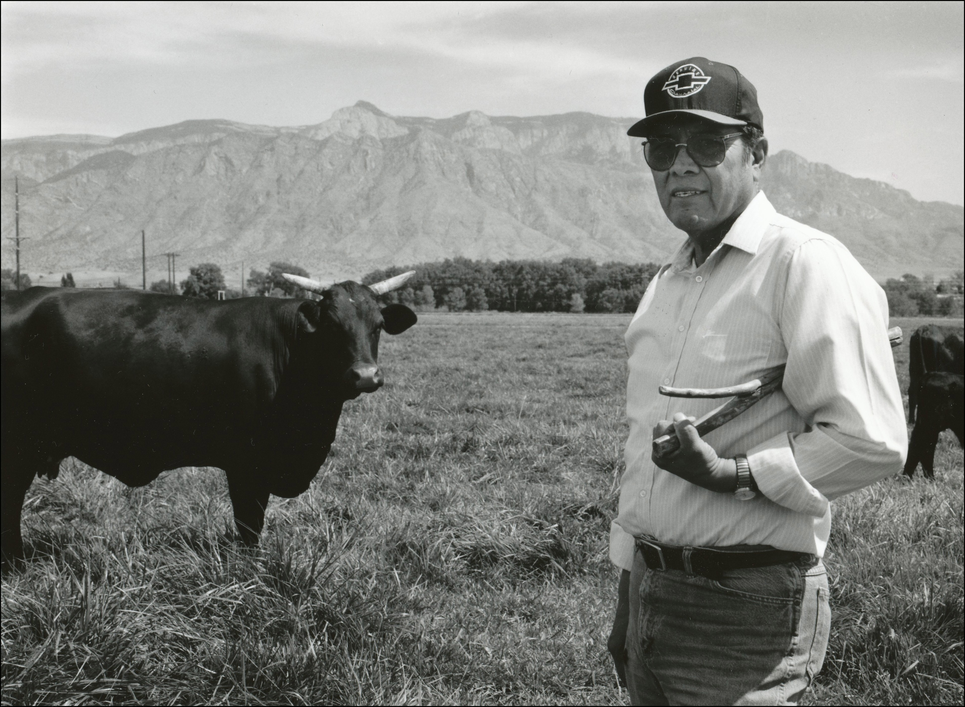 Rancher in baseball cap standing in pasture holding a stick with a cow with horns in behind and to the left of him