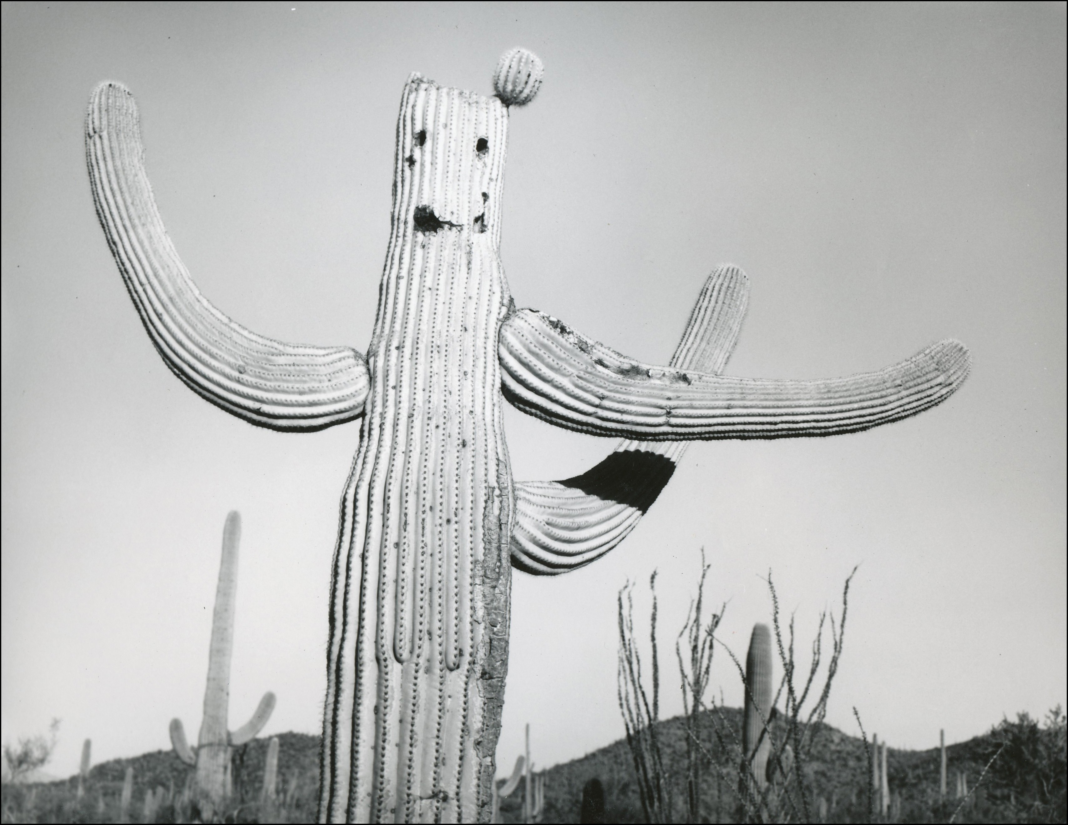 Saguaro cactus with three arms and holes from wood peckers that make a smiley face