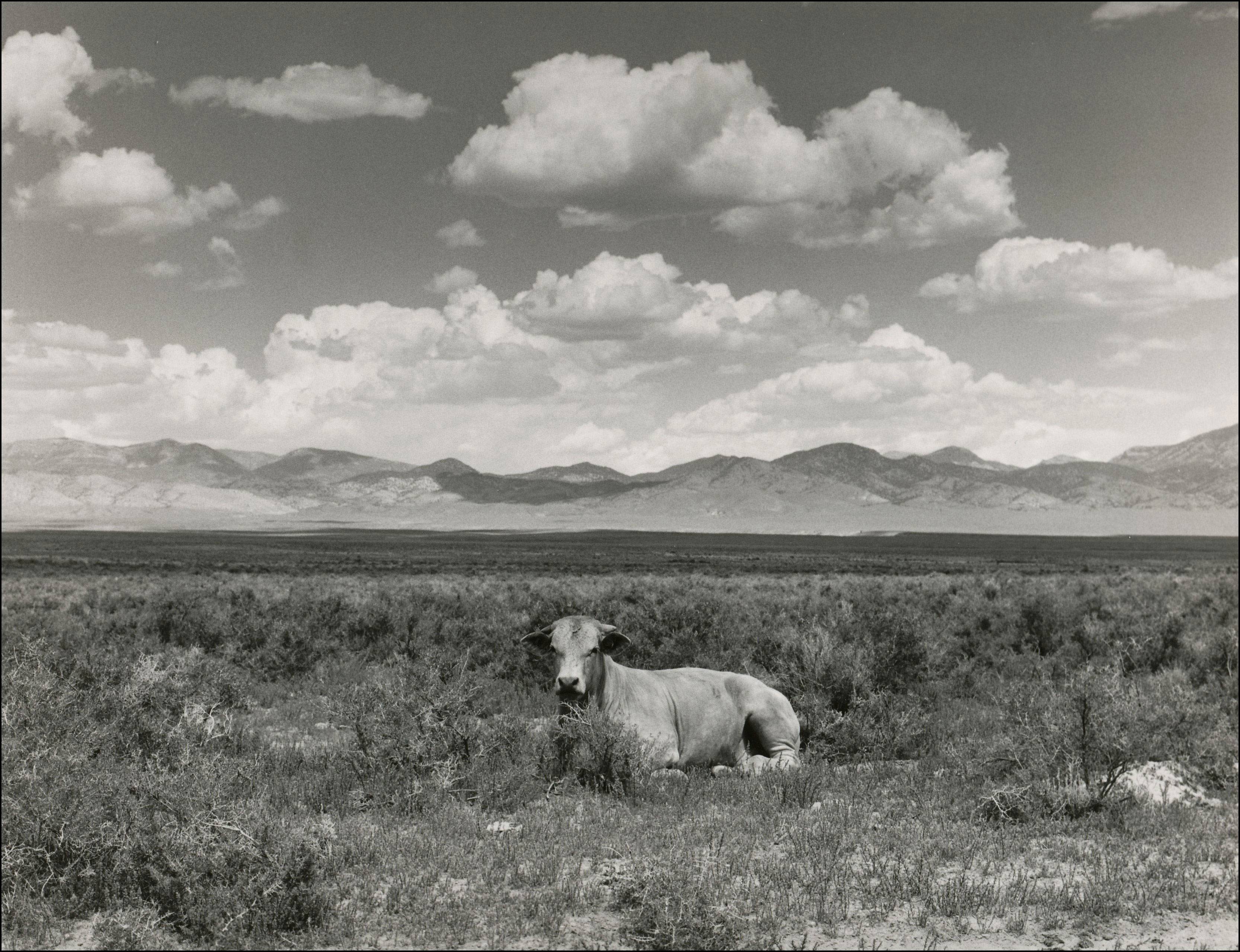 Cow sitting in open area of sagebrush. Mountains inthe background